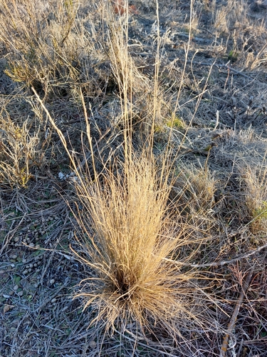 Festuca novae-zelandiae, photograph 6