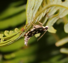 Bocchoris inspersalis