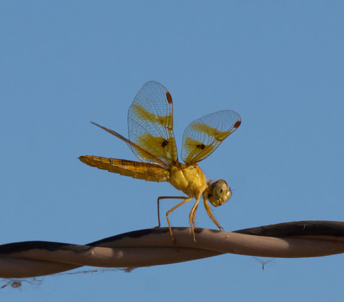 Mexican Amberwing