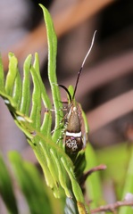 Nemophora
