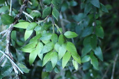 Metrosideros colensoi