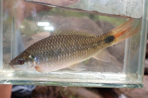 Kahajan bonylip barb (Osteochilus kahajanensis) — Cyprinidae — 3