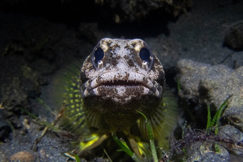Darwin jawfish (Opistognathus darwiniensis) — Opistognathidae — 5