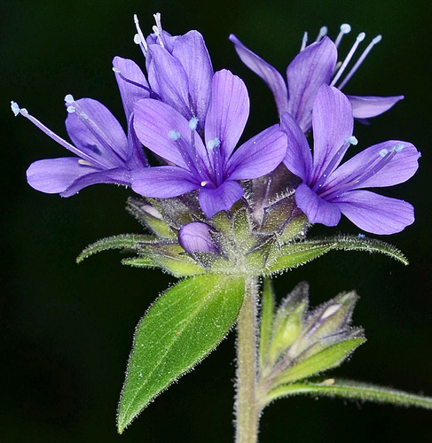 Collomia mazama