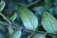 Metrosideros colensoi