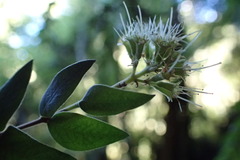 Metrosideros colensoi
