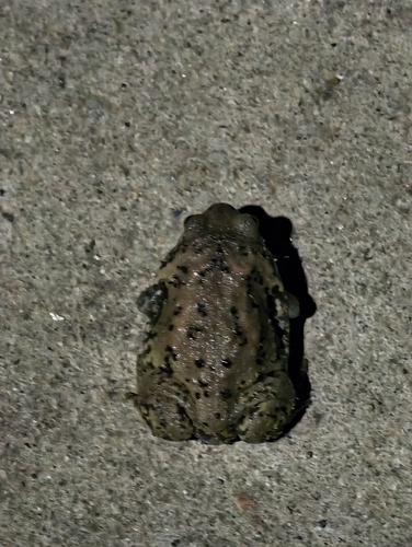 Boreal Digging Frog
