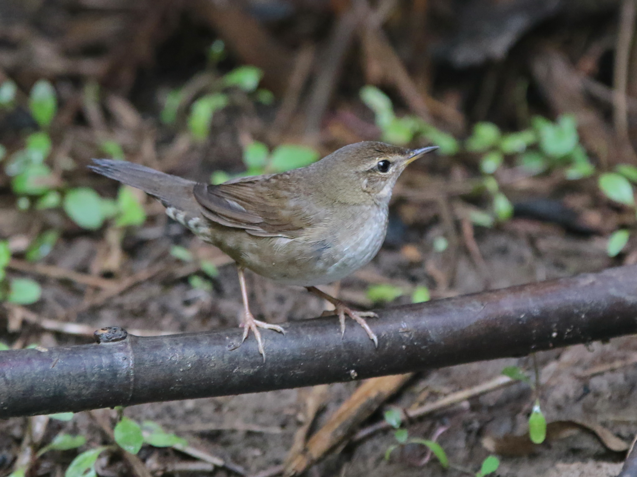 Baikal Bush Warbler