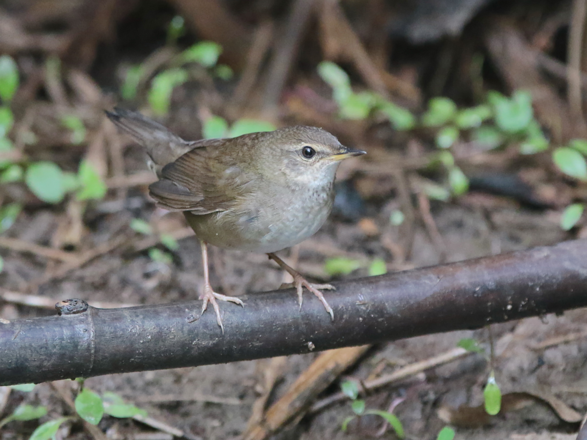 Baikal Bush Warbler