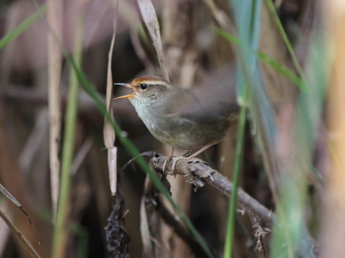 Chestnut-crowned Bush Warbler (Cettia major)