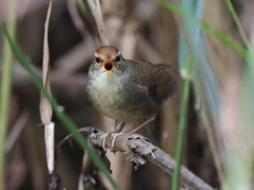 Chestnut-crowned Bush Warbler (Cettia major), photo 2
