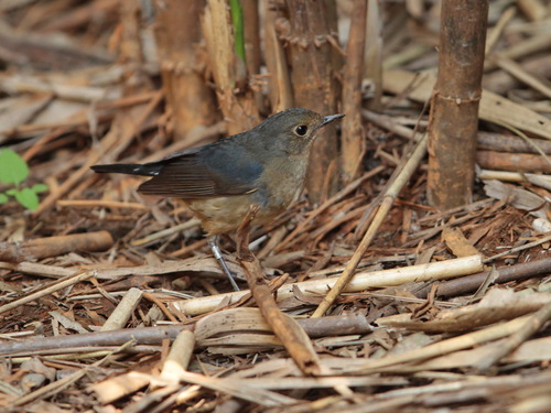 Firethroat (Calliope pectardens), photo 4