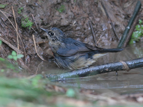 Firethroat (Calliope pectardens), photo 5