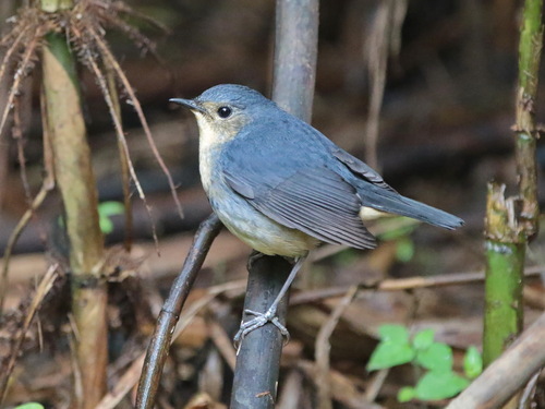 Firethroat (Calliope pectardens), photo 3