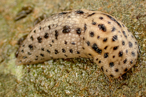 Limax maximus