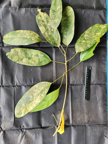 Blumeodendron observed 2025-07-13