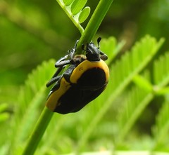 Pachnoda marginata