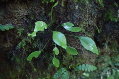 Asplenium lepidotum