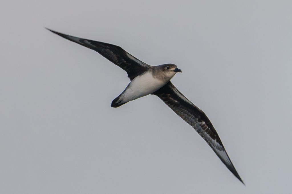 Herald Petrel