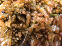 Sphagnum austinii