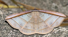 Entomogramma fautrix