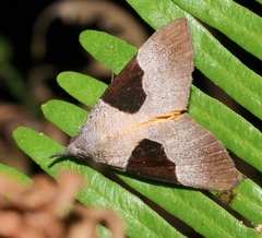 Dichromia sagitta