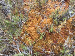 Sphagnum austinii