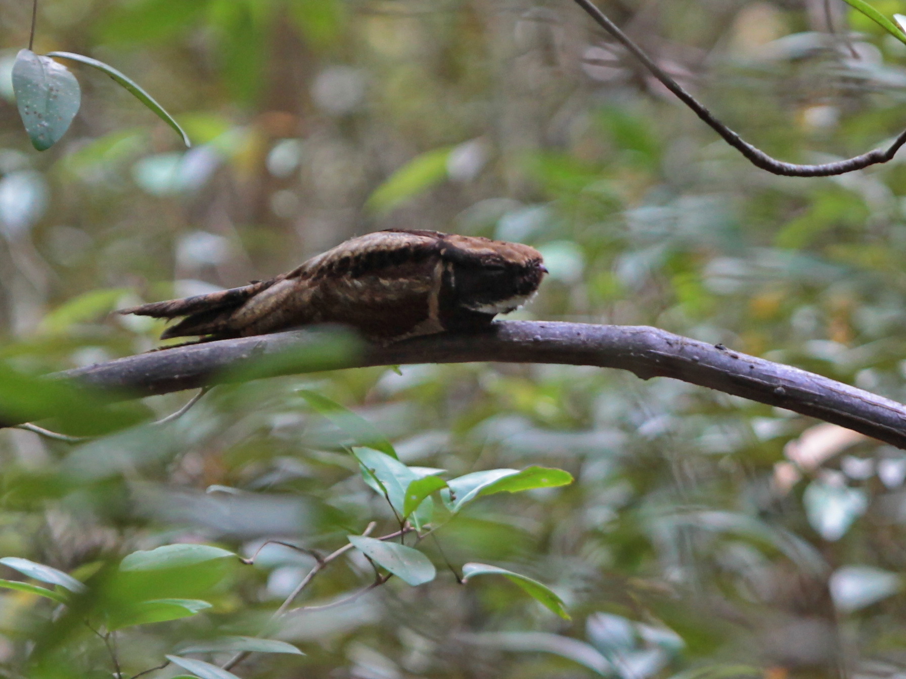 Great Eared Nightjar
