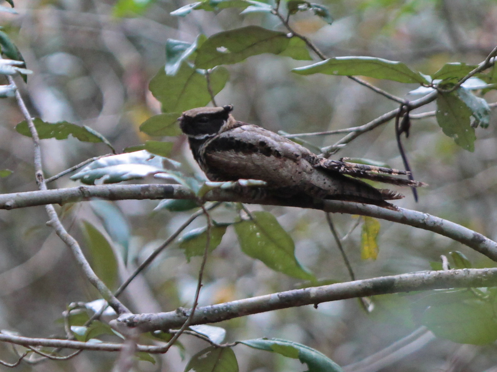 Great Eared Nightjar