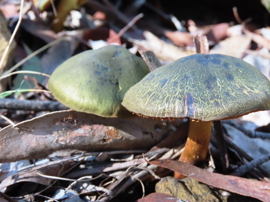 Cortinarius austrovenetus · August 2025 · photo: © cygnet (iNaturalist, cc-by)