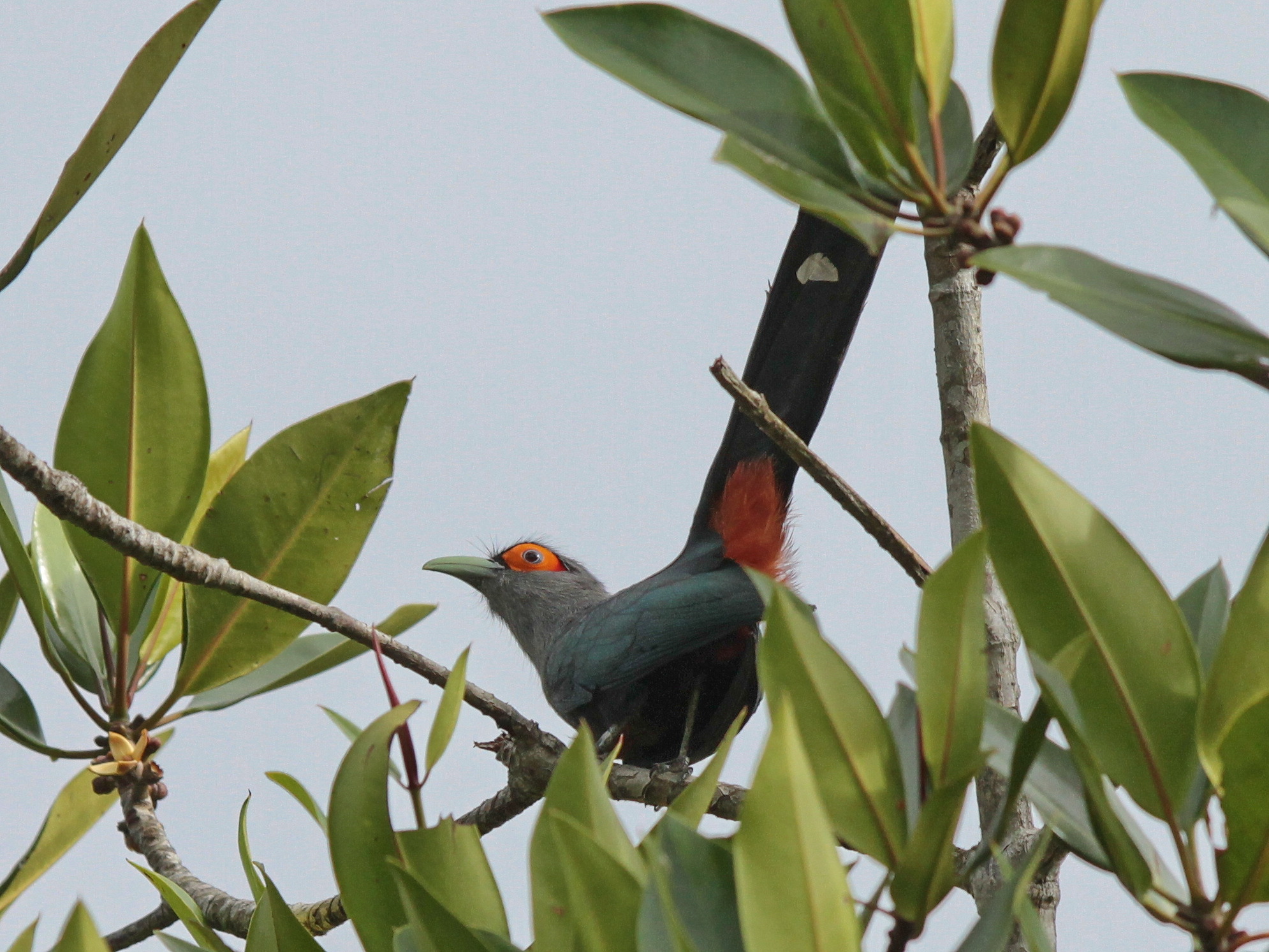 Chestnut-bellied Malkoha (Phaenicophaeus sumatranus)
