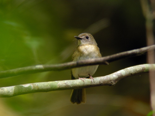 Fulvous-chested Jungle Flycatcher (Cyornis olivaceus), photo 10