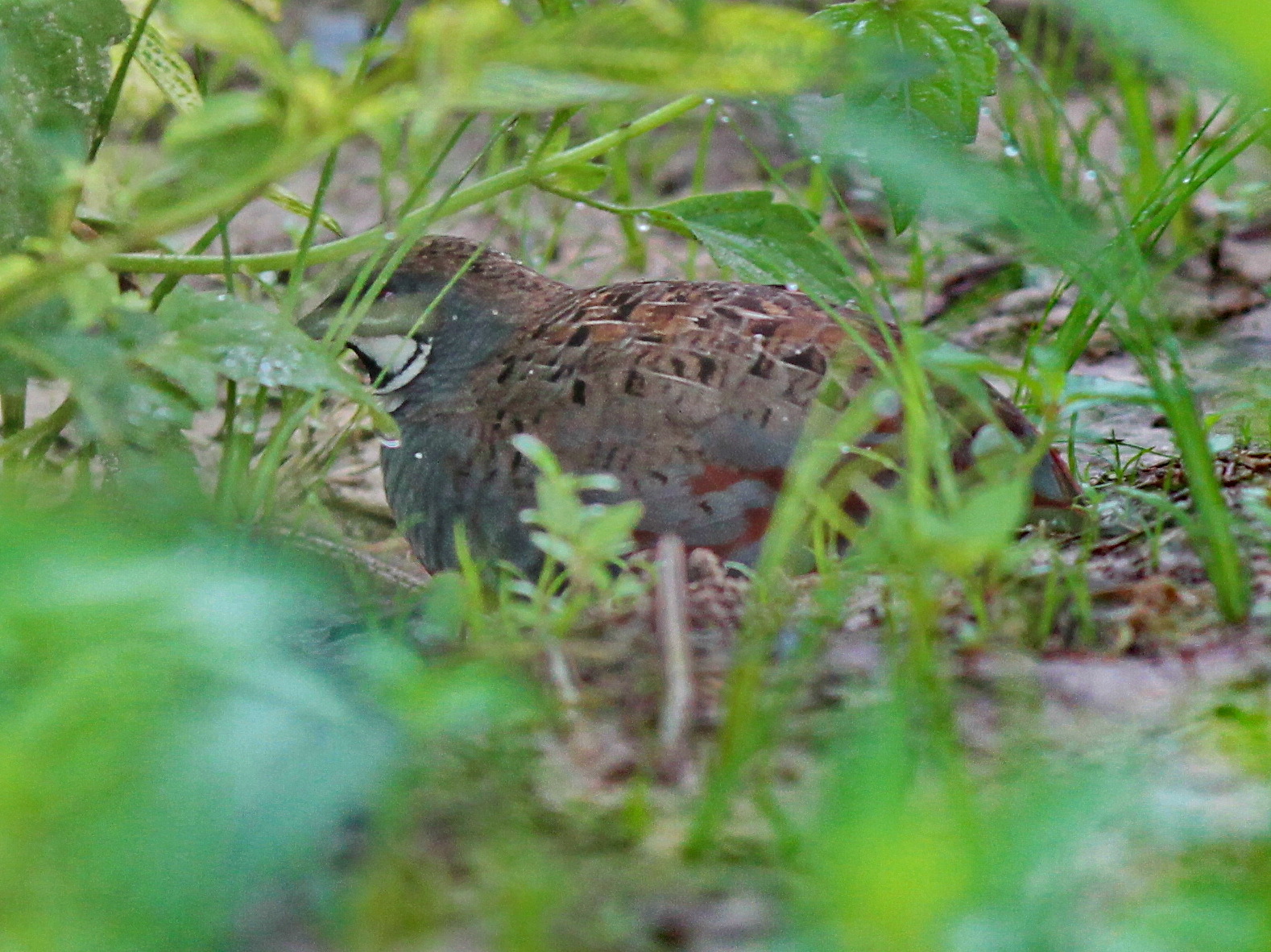 King Quail