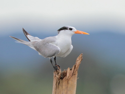 Lesser Crested Tern