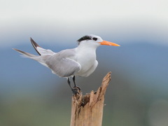 Lesser Crested Tern photo 2