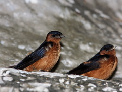 Rufous-Bellied Swallow photo 3