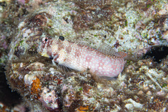 Crossosalarias macrospilus