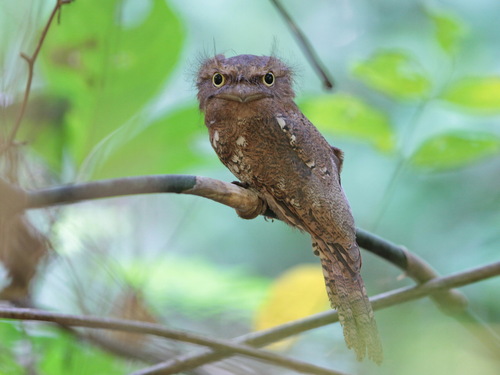 Blyth's Frogmouth (Batrachostomus affinis)