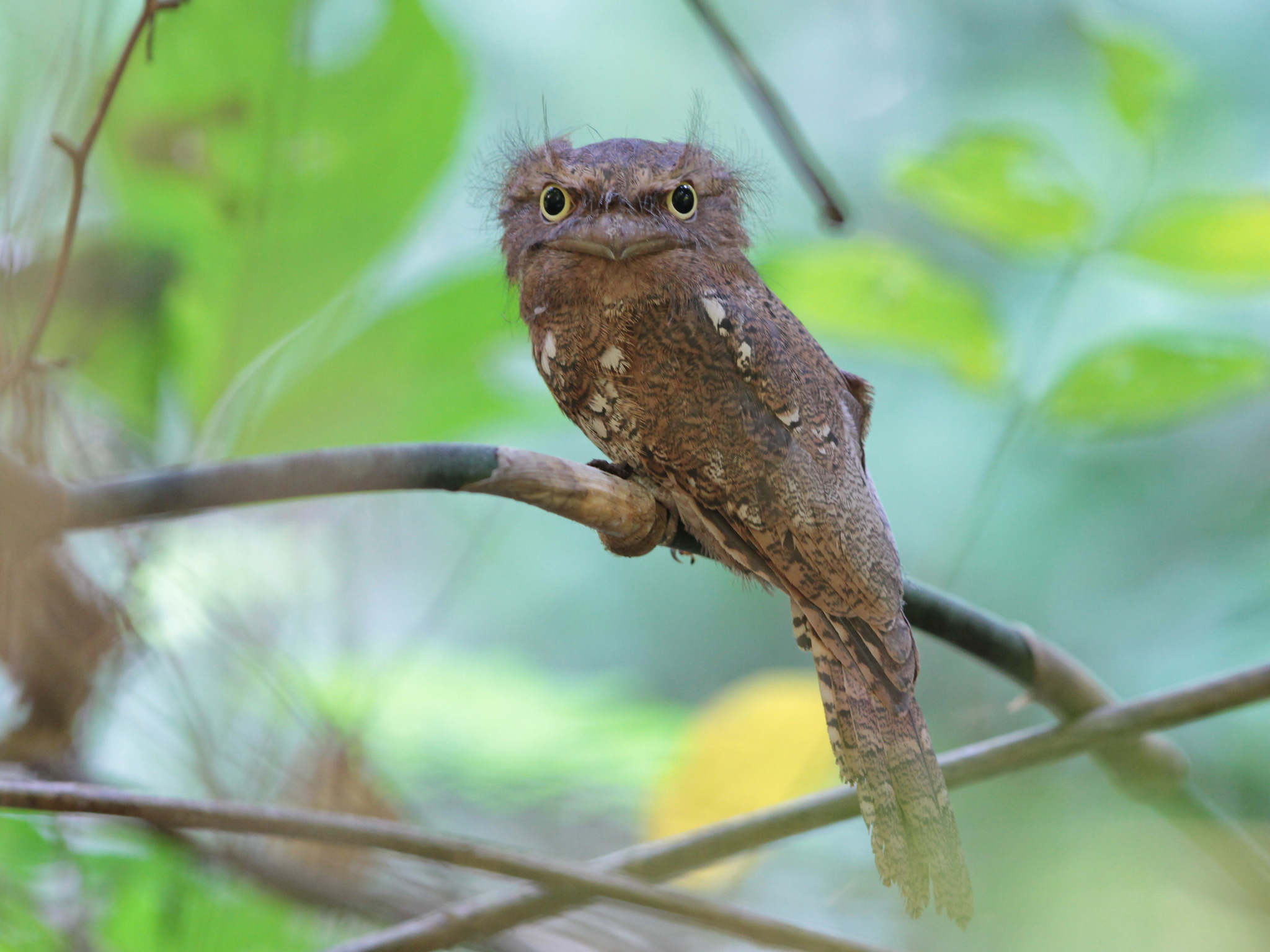 Blyth's Frogmouth illustration