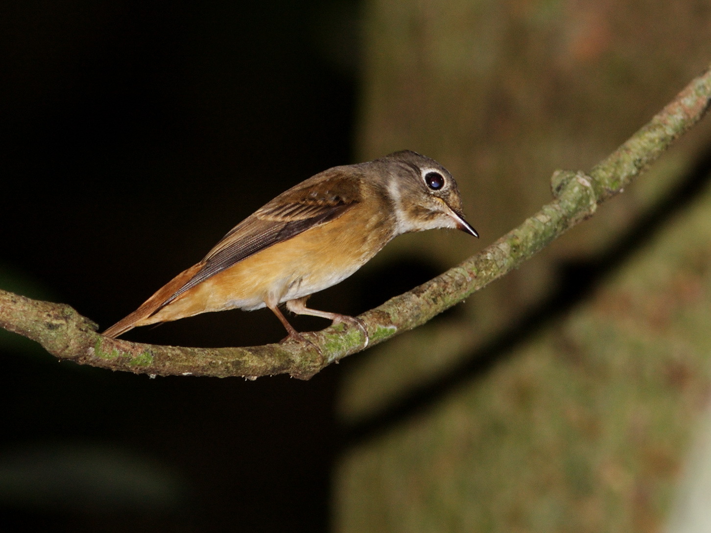 Ferruginous Flycatcher (Muscicapa ferruginea)