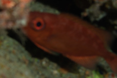 Heteropriacanthus carolinus
