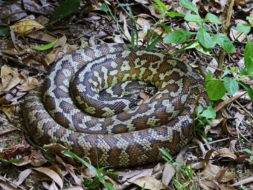 Jungle Carpet Python sighting