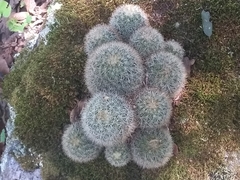 Mammillaria densispina