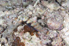 Amblyeleotris guttata