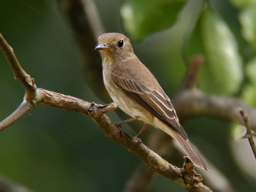 Brown-streaked Flycatcher (Muscicapa williamsoni), photo 9