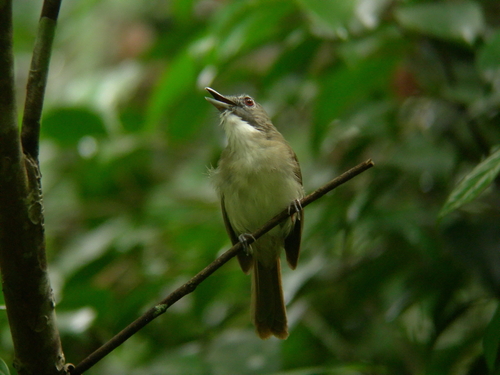 Moustached Babbler (Malacopteron magnirostre), photo 6