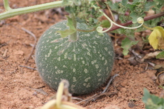 Citrullus colocynthis