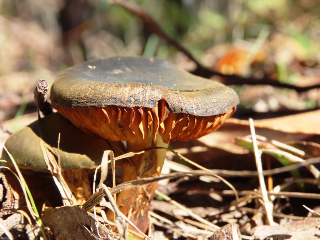 Cortinarius austrovenetus · August 2025 · photo: © cygnet (iNaturalist, cc-by)