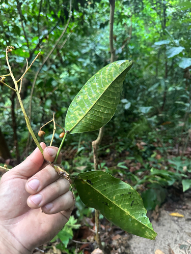 Malayan spindle tree (Bhesa paniculata)