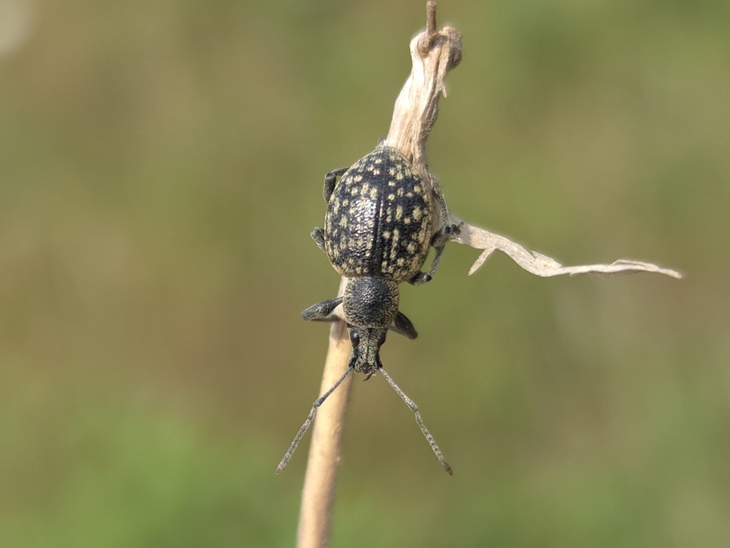 Otiorhynchus multipunctatus
